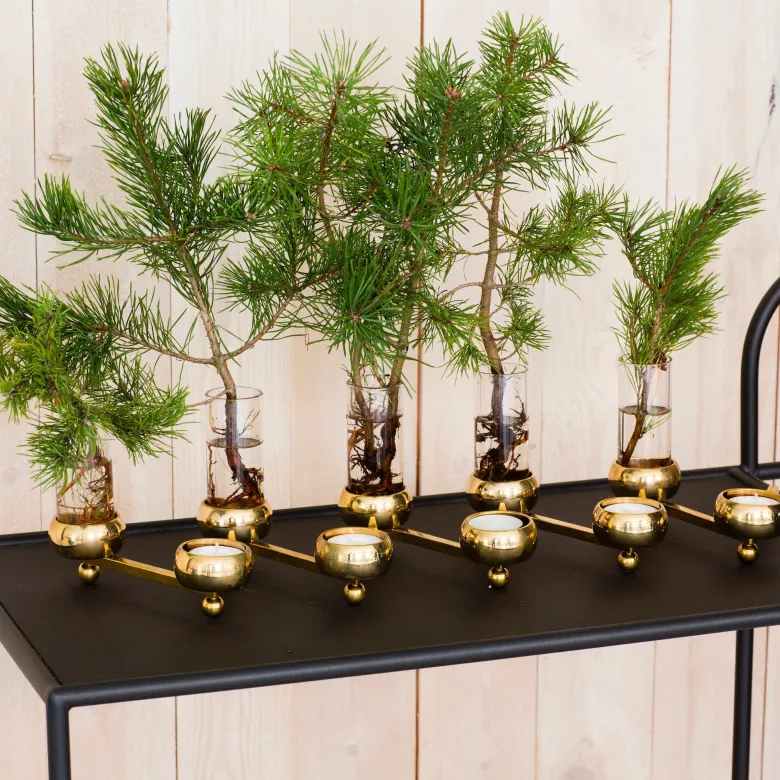 Constella insats vas 5-pack